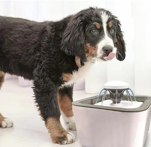 Bebedero Eléctrico Para Gatos Y Perros 2.5 LT